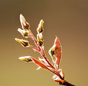 Close-up of plant against white background