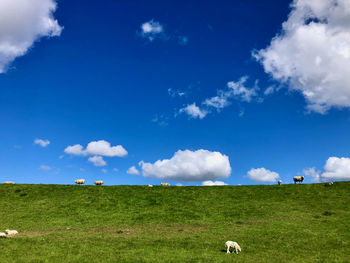 Scenic view of grazing sheep against sky