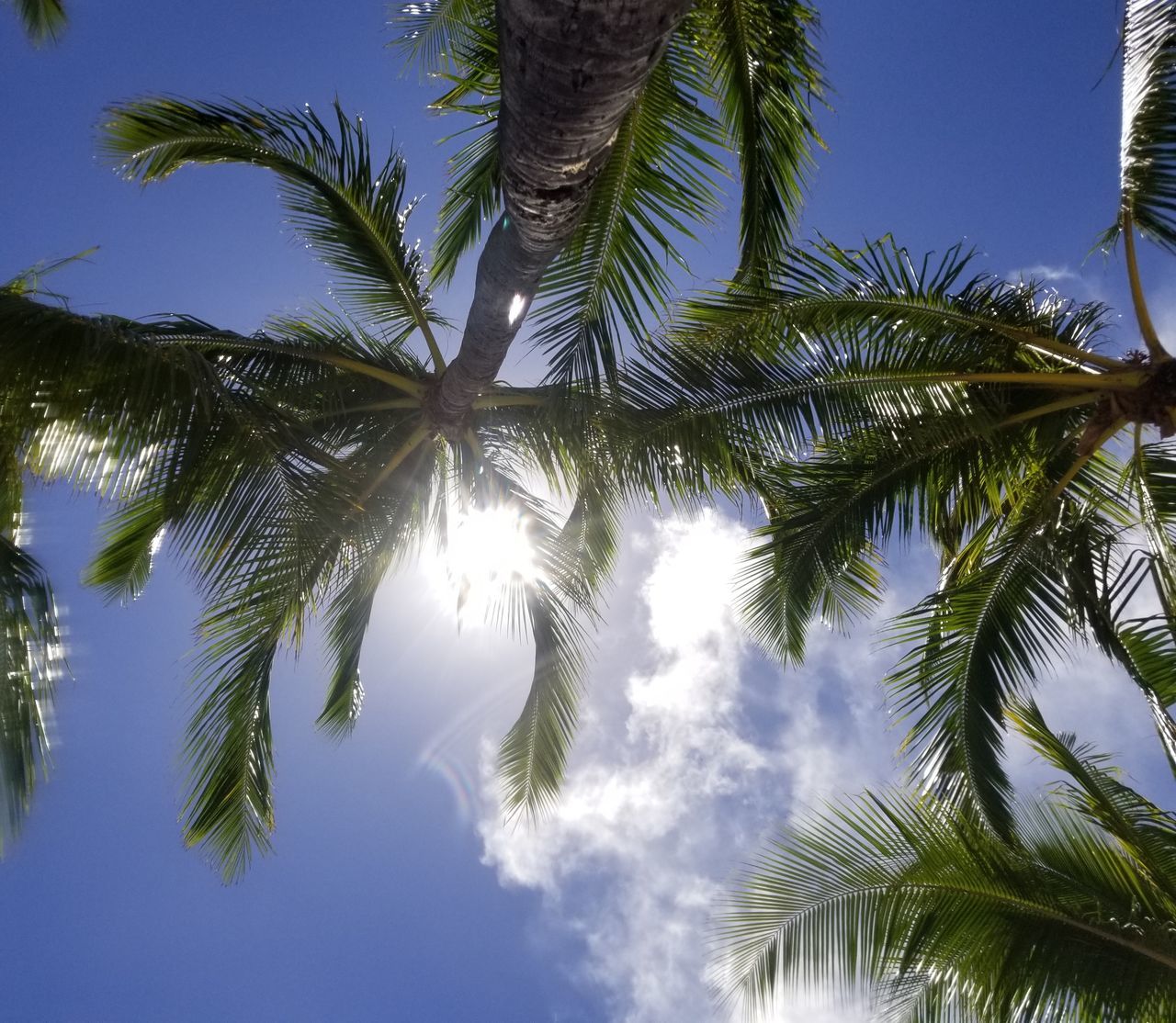 tree, palm tree, tropical climate, plant, sky, nature, beauty in nature, low angle view, palm leaf, leaf, coconut palm tree, tropical tree, no people, blue, tranquility, tropics, growth, borassus flabellifer, branch, outdoors, sunlight, scenics - nature, tree trunk, trunk, day, land, directly below, cloud, sunny, idyllic, flower, plant part, environment, travel destinations, green, clear sky, travel, tranquil scene