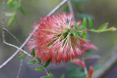 Close-up of pink flowers