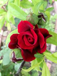 Close-up of red rose