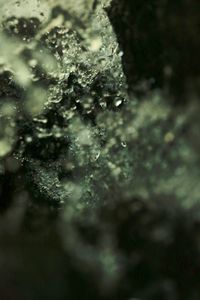 Close-up of raindrops on tree