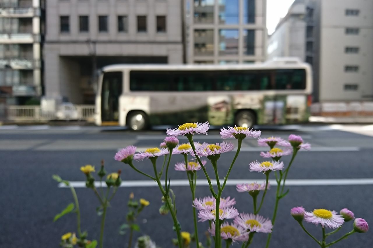 flower, fragility, day, outdoors, transportation, building exterior, petal, street, focus on foreground, no people, nature, freshness, built structure, city, architecture, land vehicle, flower head, close-up, blooming, beauty in nature