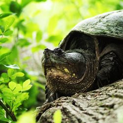 Close-up of lizard on rock