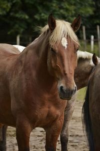 Close-up portrait of horse