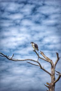 Low angle view of bird perching on tree against sky