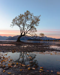 Tree by lake against sky during sunset