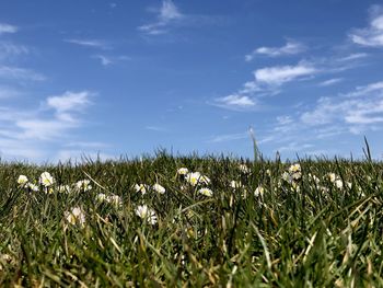 White flowering plants on field against sky