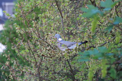 Bird perching on a tree