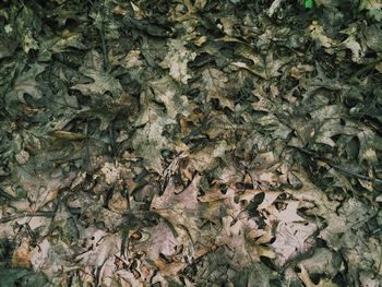 Full frame shot of dry autumn leaves