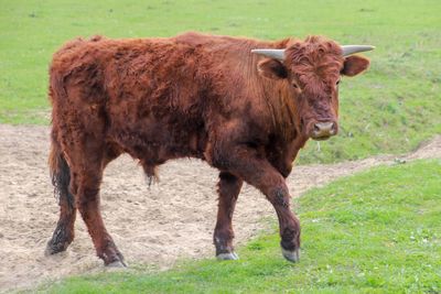 Cow standing in a field