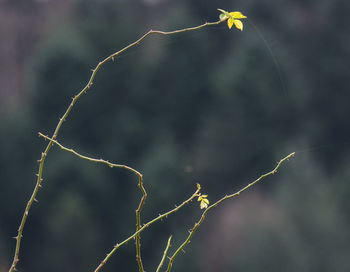 Close-up of plant