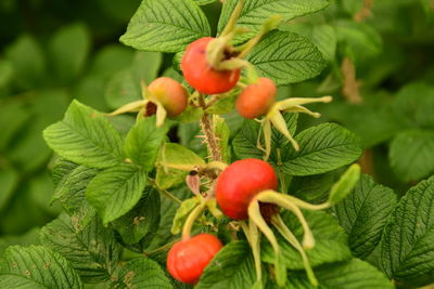 Close-up of cherries growing on plant