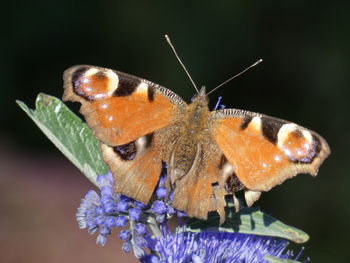 Close-up of butterfly pollinating on purple flower