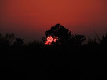 Silhouette trees against sky at night