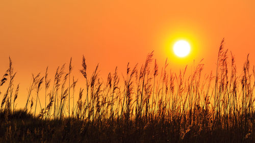 Scenic view of field against orange sky