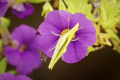 Close-up of purple flowering plant