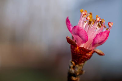 Close-up of pink rose flower