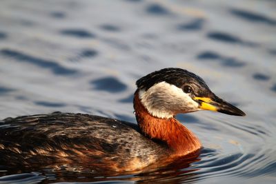 Close-up of a wet grebe swimming in a lake.