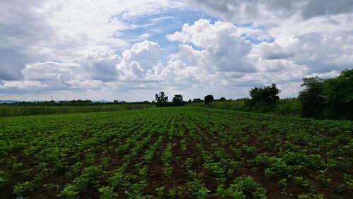 Scenic view of agricultural field against cloudy sky