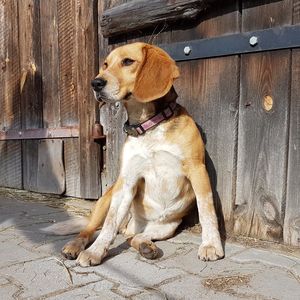 Dog sitting on wood