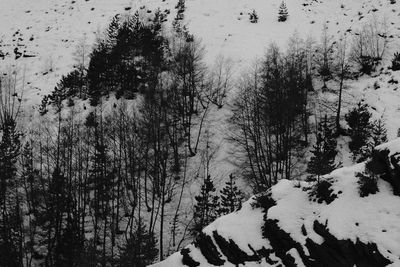 Trees on snow covered landscape