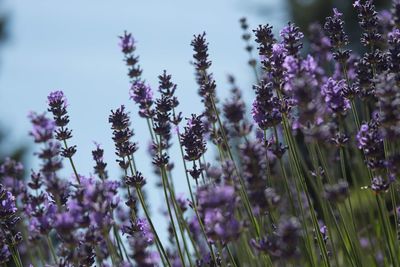 Close-up of purple flowering plants on field