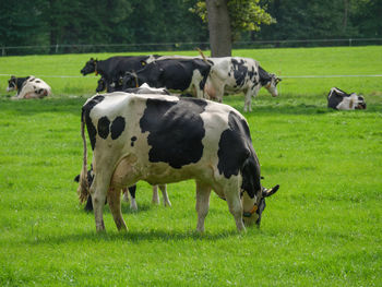 Fields and meadows near winterswijk in the netherlands