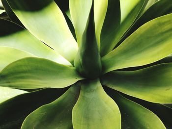 Full frame shot of succulent plant