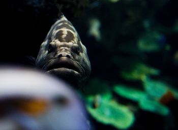 Close-up of turtle swimming in sea