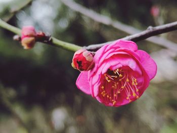 Close-up of pink rose flower