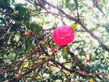 Low angle view of pink flowers blooming on tree