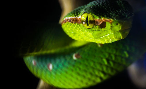 Close-up of green snake