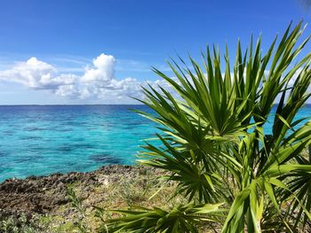 Palm tree by sea against sky