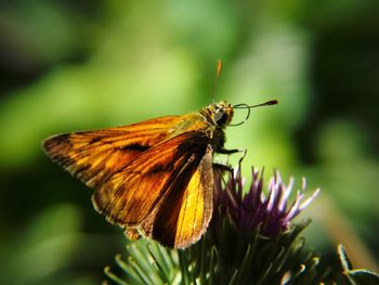 Close-up of butterfly pollinating on flower