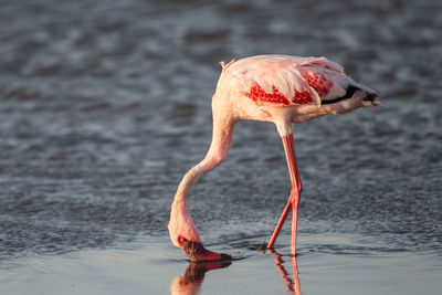 Lesser flamingo, phoeniconaias minor, walvis bay, namibia