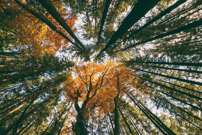 Low angle view of tree against sky