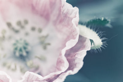 Close-up of pink rose flower