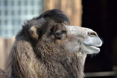 Close-up of camel