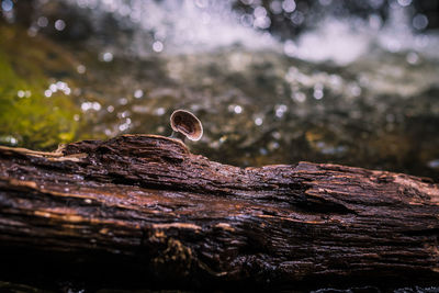 Close-up of water drops on tree trunk