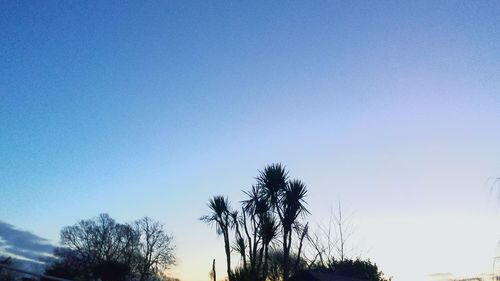 Low angle view of trees against clear blue sky