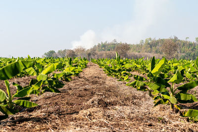 Scenic view of vineyard against sky