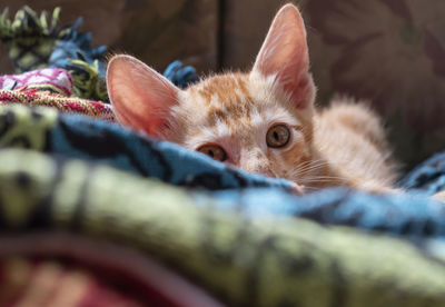 Close-up of cat resting