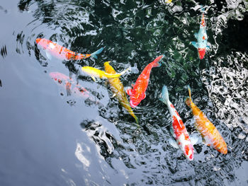 High angle view of koi carps swimming in pond