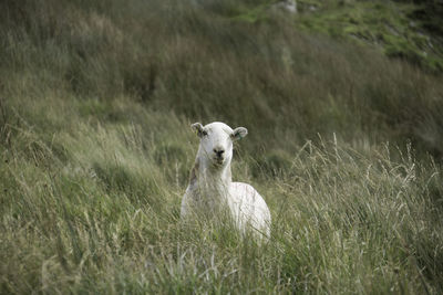 Sheep on grassy field