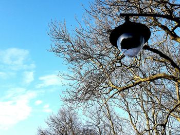 Low angle view of tree against sky