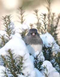 Close-up of bird perching on snow