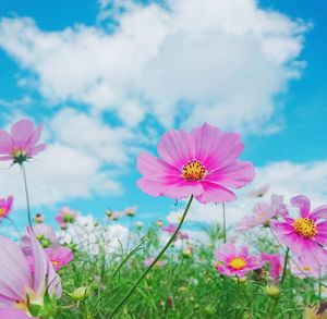 Close-up of pink cosmos flower on field against sky