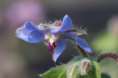 Close-up of purple flowering plant