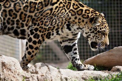 Leopard in a zoo